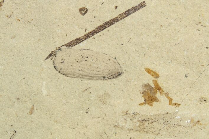 Fossil Beetle (Coleoptera) Elytron - Bois d’Asson, France #254218
